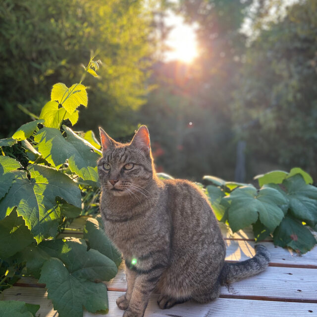 Huiskat Momo in de avondzonals inspiratiebron